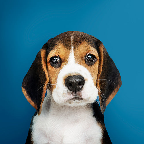 Beagle Puppy Blu