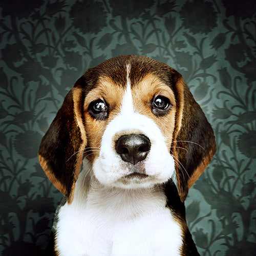 Beagle Puppy