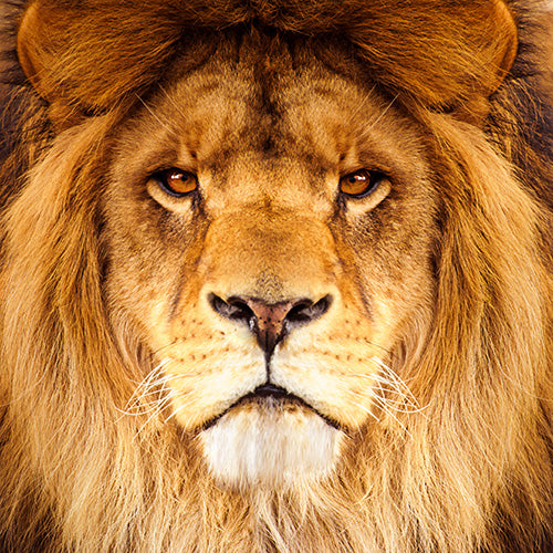 African Lion